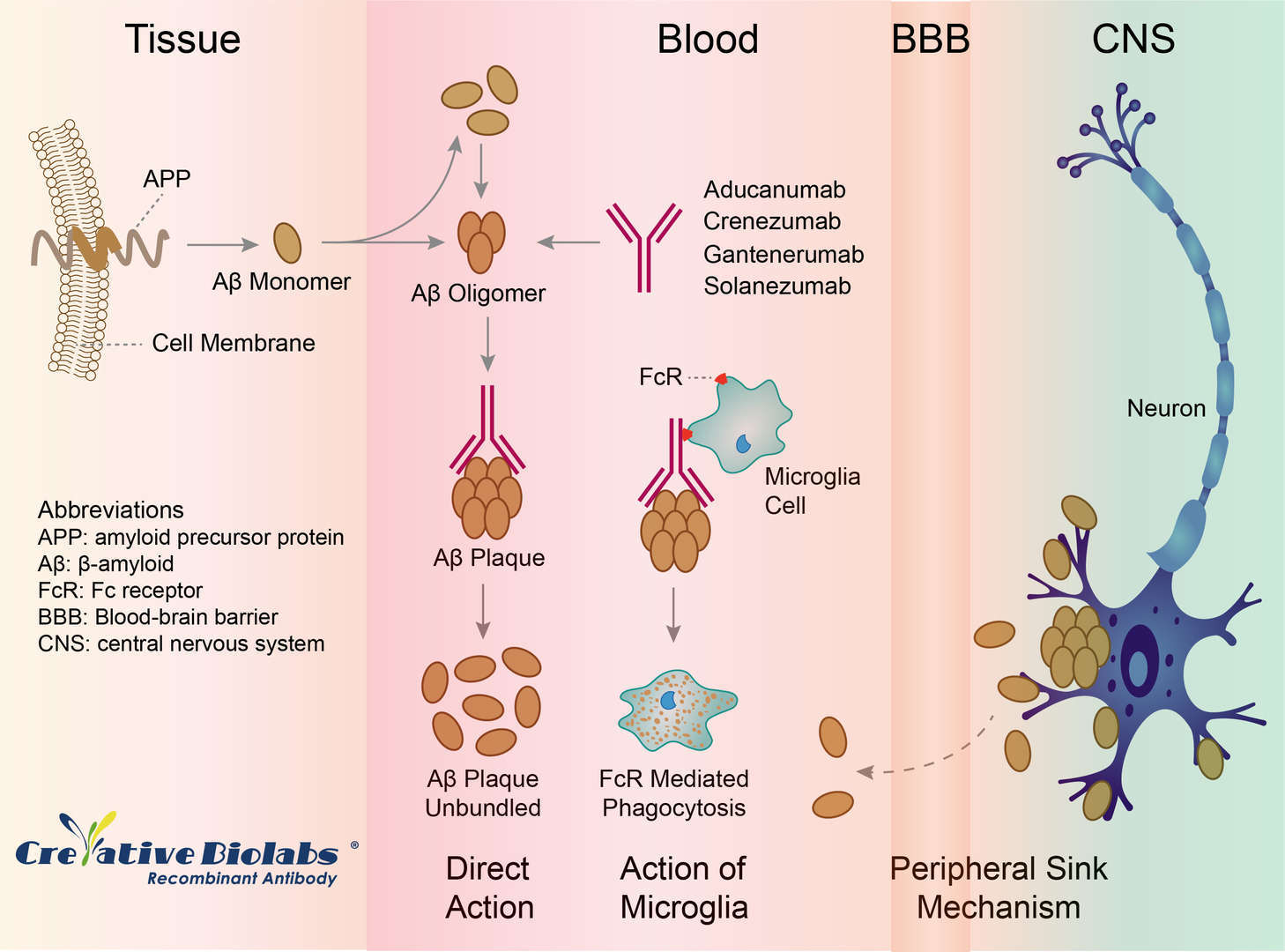 Schematic representation of solanezumab mechanism. (Creative Biolabs Original)
